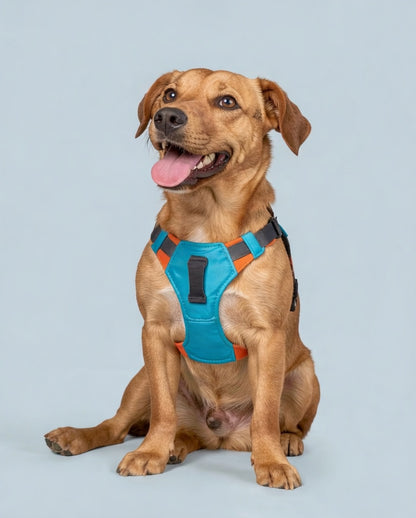 Paticomfort Gökyüzü Mavisi Premium Köpek Tasması & Göğüslük Seti | Otomatik Toplamalı Konforlu Yürüyüş Tasması